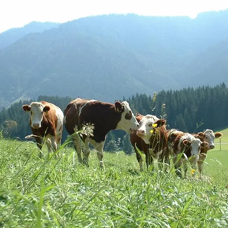 Farmház Bauernhof Marx